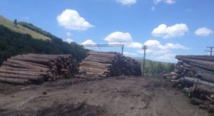 Лесники Львовской области незаконно вырубили лес на 6,5 млн гривен