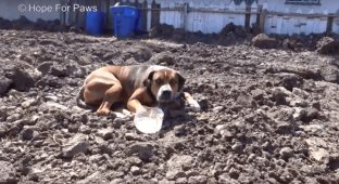 Испуганная собака вжималась в грязь… Она отказывалась покинуть стройку и безумно боялась мира людей! (4 фото + 1 видео)