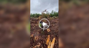 Парень посвящает свое свободное время восстановлению лесов