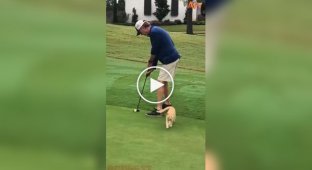 A kitten interfered with a golf match