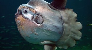 Head without a rider (6 photos)