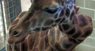 Жираф с поврежденной шеей (4 фото)