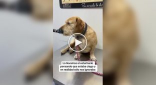 Пес из приюта с характером
