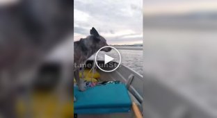Собака решил освежиться и пробежаться по воде