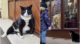 A street cat from Poland has become a local "landmark" (6 photos + 1 video)