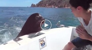 Тюлень уцепился за борт лодки и стал просить еды