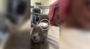 Девушка попыталась поговорить с котом на его языке