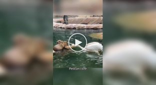 Из жизни пеликанов