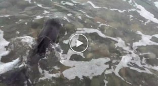 Dog Leia saw a baby dolphin on the shore and saved her life.