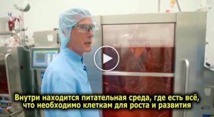 В Нидерландах открылась первая ферма без животных