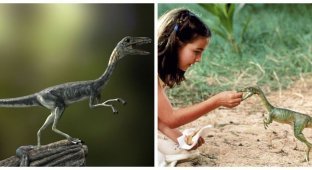 Compsognathus: an active chicken lizard who ruled the desert (7 photos)