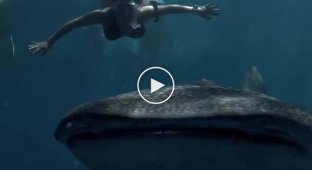 Swimming with a whale shark