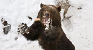 Ведмідь-шатун: головна небезпека зимового лісу (11 фото)