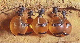 Медовые муравьи: они превратили свои тела в бочки для хранения сладостей и раздулись в 5 раз (10 фото)