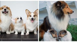 Гордые собаки-родители и их точные мини-копии (18 фото)