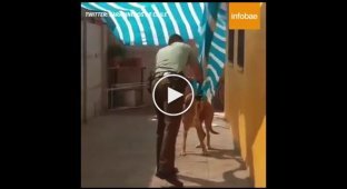 Чилийская полиция освобождает собаку