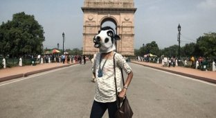 Женщины-коровы путешествуют по Индии (6 фото)