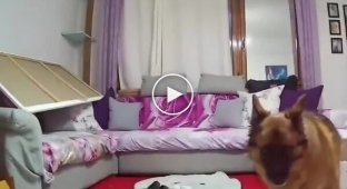 Непростая жизнь пса в доме с двумя котами