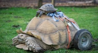 Самец черепахи стал инвалидом после 2-месячного секс-марафона (4 фото)