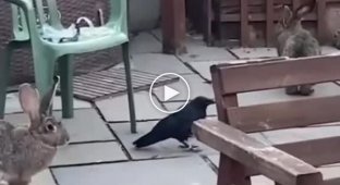 A raven raised by a married couple on a rabbit farm began to think he was a rabbit
