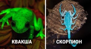 Let there be light: 14 real animals that can glow in the dark (15 photos)