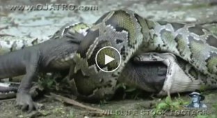Как питон поймал крокодила (7 фото + 1 видео)