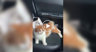 Хозяйке пришлось вызывать пожарных из-за кошки, случайно запершейся в машине