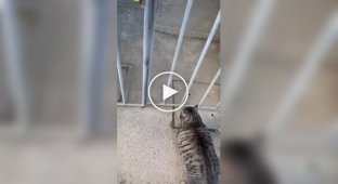 An unpredictable cat
