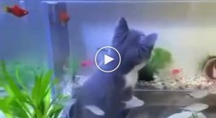 Interactive aquarium - the perfect gift for a cat