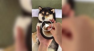 A Dog on a Day Spa Treatment