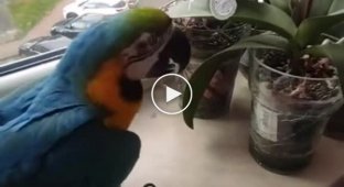 Smart parrot always comes home after flying