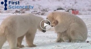 White polar bears surrounded by dogs