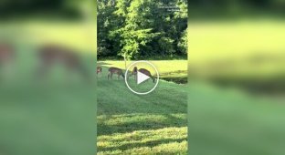 Alligator in Florida stole a shoe from a woman
