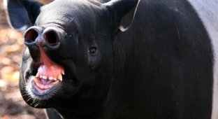 Чепрачный тапир: Тактика против хищников – «превращение в камень». Как это работает? (9 фото)