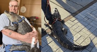 A pensioner's pet has gone missing - an alligator named Wally (5 photos + 1 video)