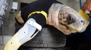 Протезы-ласты для морской черепахи (7 фото)