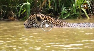 The jaguar wanted to drag away the otter cub