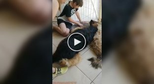 Собака начала оплакивать своего друга, посчитав, что он мертв