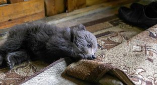 В Борисовском районе на ферме поселился медвежонок, назвали Василисой (7 фото)