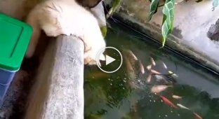 Котенок решил провести объяснительную работу с рыбками в аквариуме