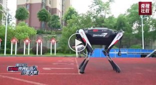 Chinese robot dog sets speed record