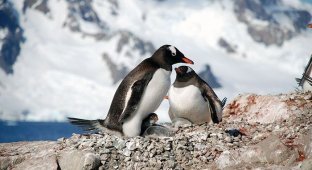 Один день в Антарктиде (30 фото)