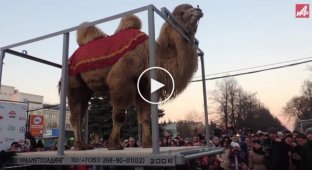 Челябинский спортсмен поднял 700-килограммового верблюда