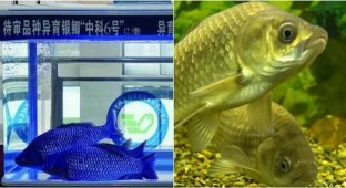 Революция в тарелке: китайцы создали карпа без мелких косточек (3 фото)