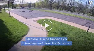 A deer wreaked havoc in a Michigan nursing home.