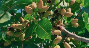 How pistachios grow and why they are harvested only at night (4 photos)
