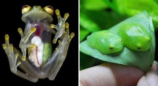 Найнезвичайніші різновиди жаб (19 фото)