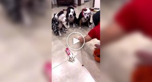A smart dog quickly figured out how the system works