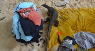 How monitor lizards in Thailand steal food from tourists (9 photos + 1 video)