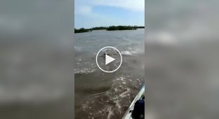 Животные устроили горячую встречу мужчине на лодке